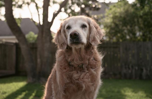 Meghalt a szeptember 11-i terrortámadás utolsó négylábú hőse