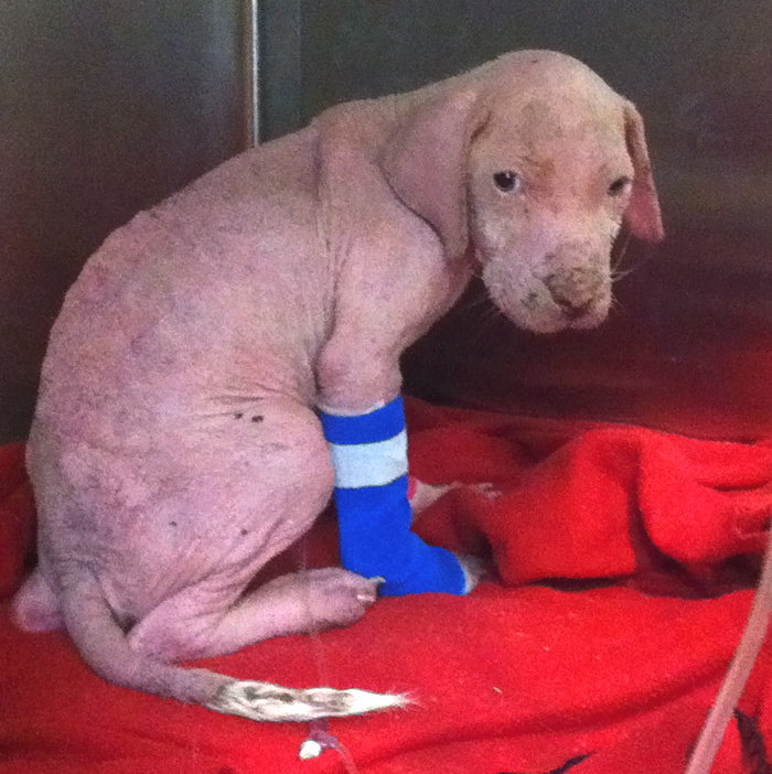 Így örült a pitbullkölyök, mikor megmentője visszatért hozzá, hogy örökbefogadja