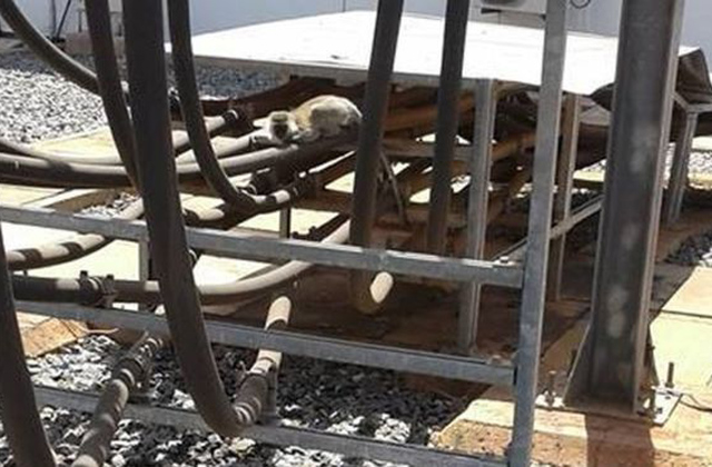 Egész Kenyában áramszünet lett egy majom miatt