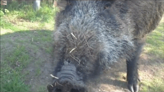 Vége a rettegésnek: kilövik a Szentendrén garázdálkozó vaddisznókkat Vége a rettegésnek: kilövik a Szentendrén garázdálkozó vaddisznókkat