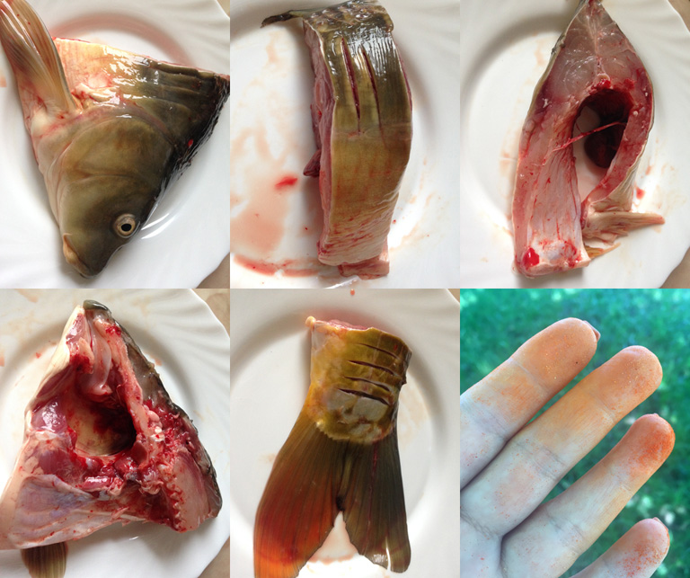 A hal feldarabolása