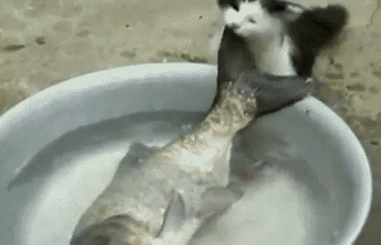 Baján asszony nem nyúl a halhoz