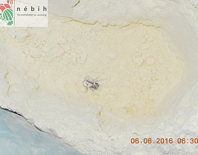 Csótányok között sütötték a kenyeret - videó