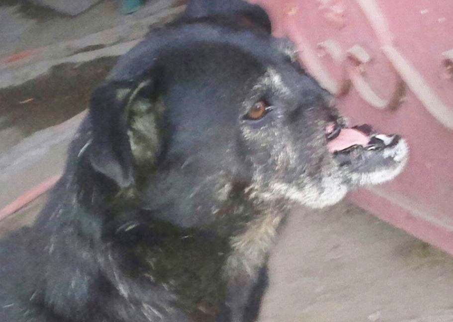 Az orr nélküli kutya még mindig várja, hogy szeressék - sokkoló fotók Az orr nélküli kutya még mindig várja, hogy szeressék - sokkoló fotók