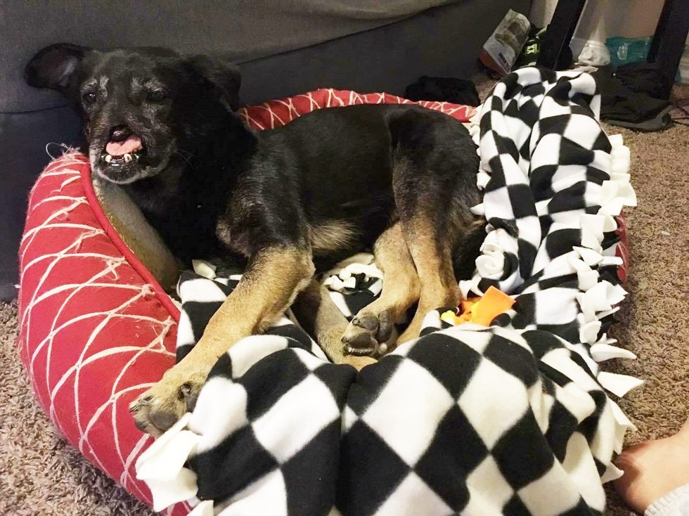 Az orr nélküli kutya még mindig várja, hogy szeressék - sokkoló fotók Az orr nélküli kutya még mindig várja, hogy szeressék - sokkoló fotók