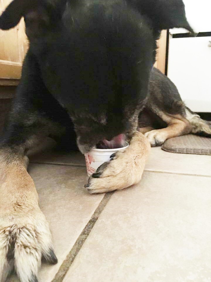 Az orr nélküli kutya még mindig várja, hogy szeressék - sokkoló fotók Az orr nélküli kutya még mindig várja, hogy szeressék - sokkoló fotók