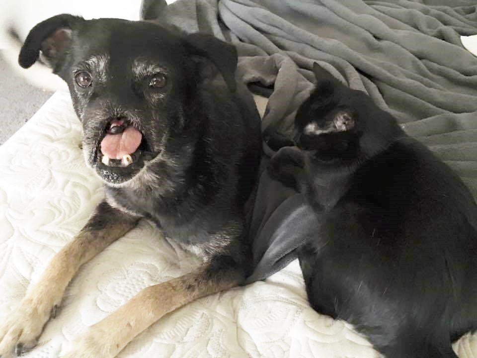 Az orr nélküli kutya még mindig várja, hogy szeressék - sokkoló fotók Az orr nélküli kutya még mindig várja, hogy szeressék - sokkoló fotók