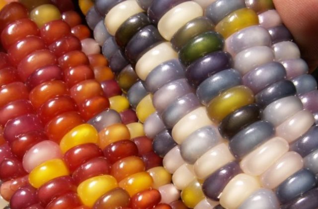 Már kapható a szivárvány színeiben pompázó kukorica