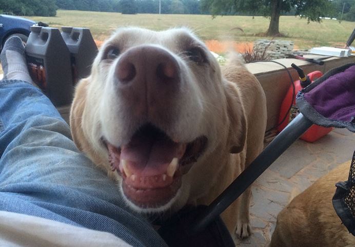 Túl öreg ahhoz, hogy egyedül ússzon – gazdája segít az idős kutyának Túl öreg ahhoz, hogy egyedül ússzon – gazdája segít az idős kutyának