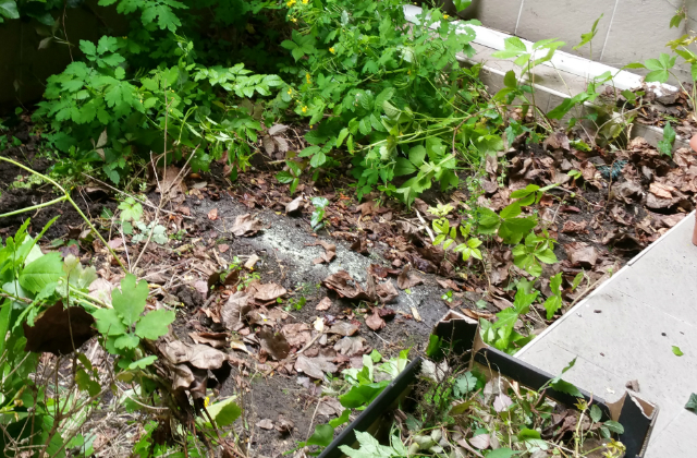 így lett nyakig érő gaztengerből csodaszép kertem - fotók