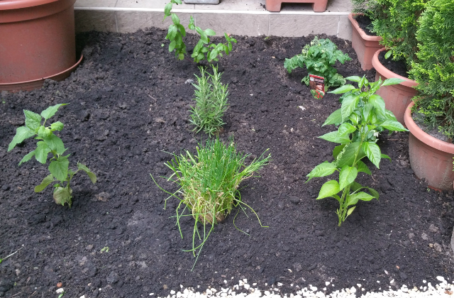 így lett nyakig érő gaztengerből csodaszép kertem - fotók