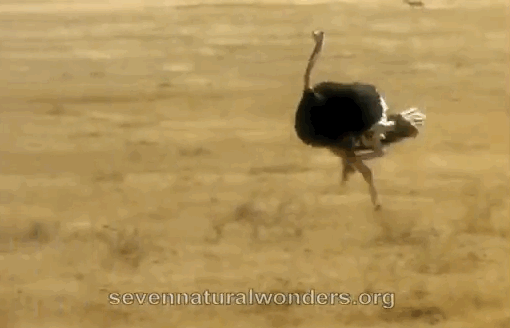 Rákaptak a strucctenyésztésre az önkormányzatok Rákaptak a strucctenyésztésre az önkormányzatok