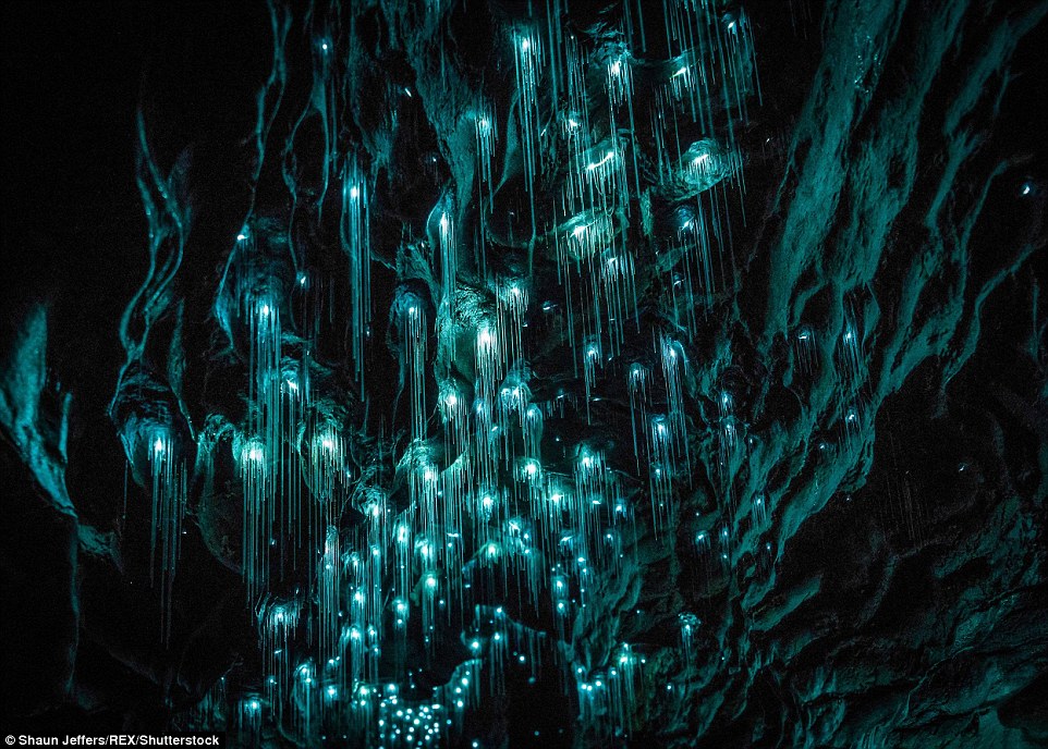 Több ezer világító féregtől ragyog a mágikus barlang Több ezer világító féregtől ragyog a mágikus barlang