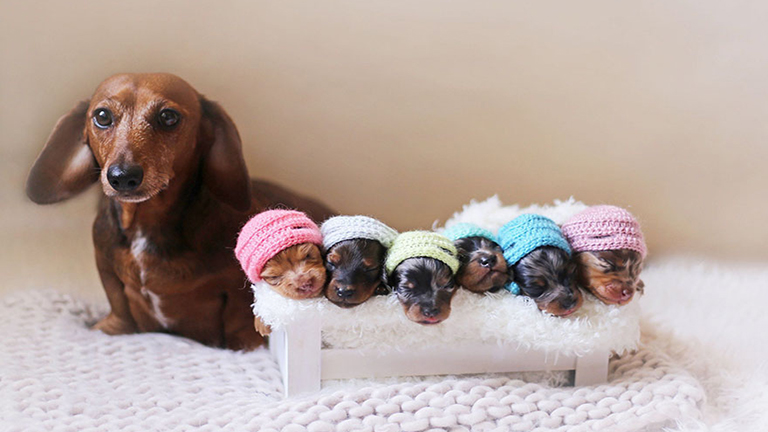 Ennek a tacskónak vannak a legcukibb kismama fotói