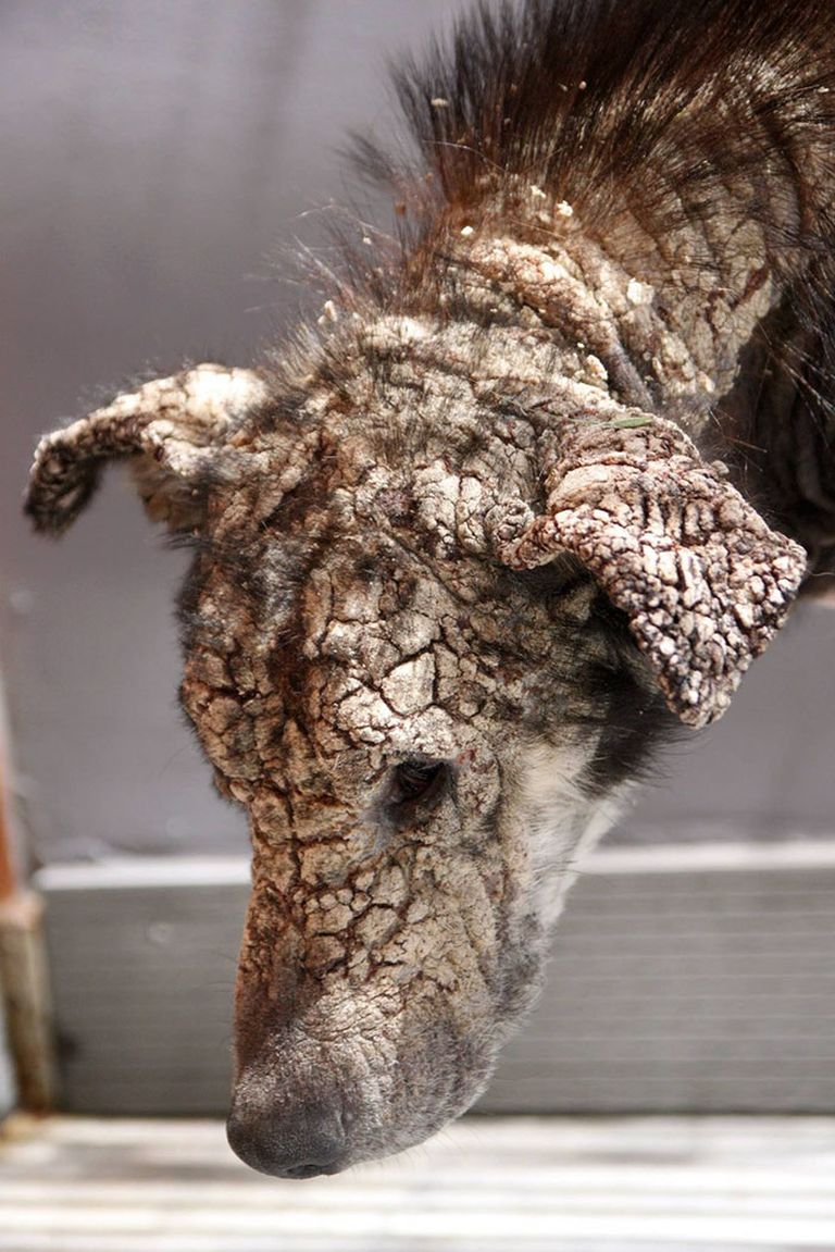 Elképesztő átalakuláson ment keresztül ez a kutya