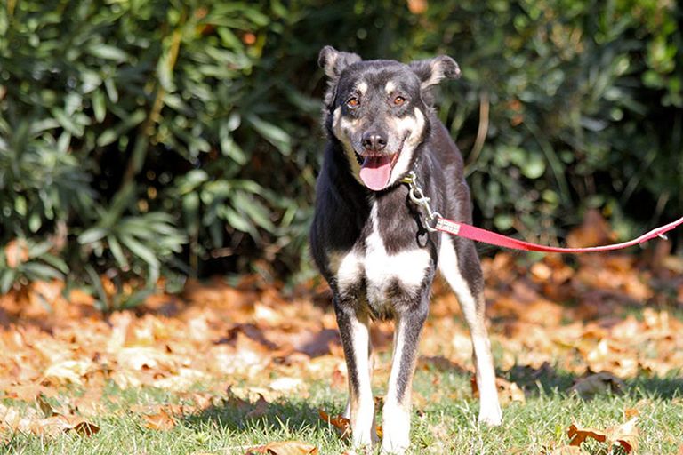 Elképesztő átalakuláson ment keresztül ez a kutya