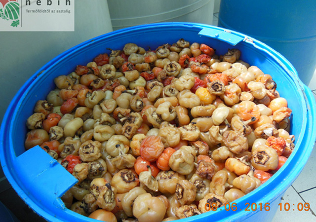 Undorító körülmények között készítették a savanyúságot - fotók