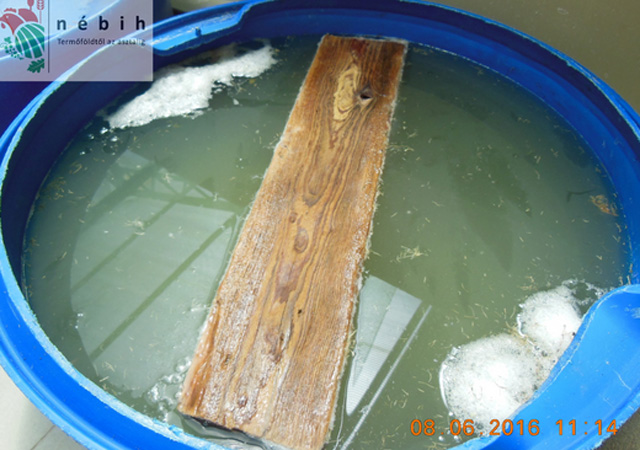 Undorító körülmények között készült a savanyúság - fotók