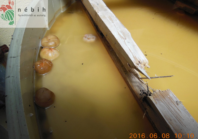 Undorító körülmények között készült a savanyúság - fotók