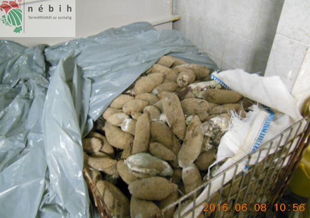 Undorító körülmények között készült a savanyúság - fotók