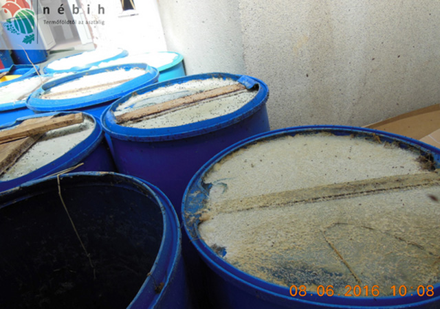 Undorító körülmények között készült a savanyúság - fotók