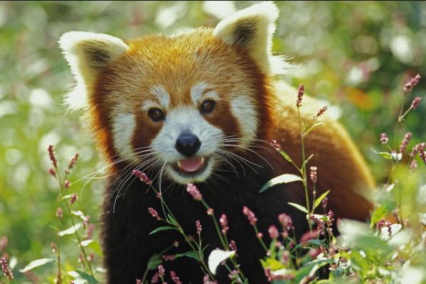 Vörös panda feje lett Király Lindának Vörös panda feje lett Király Lindának