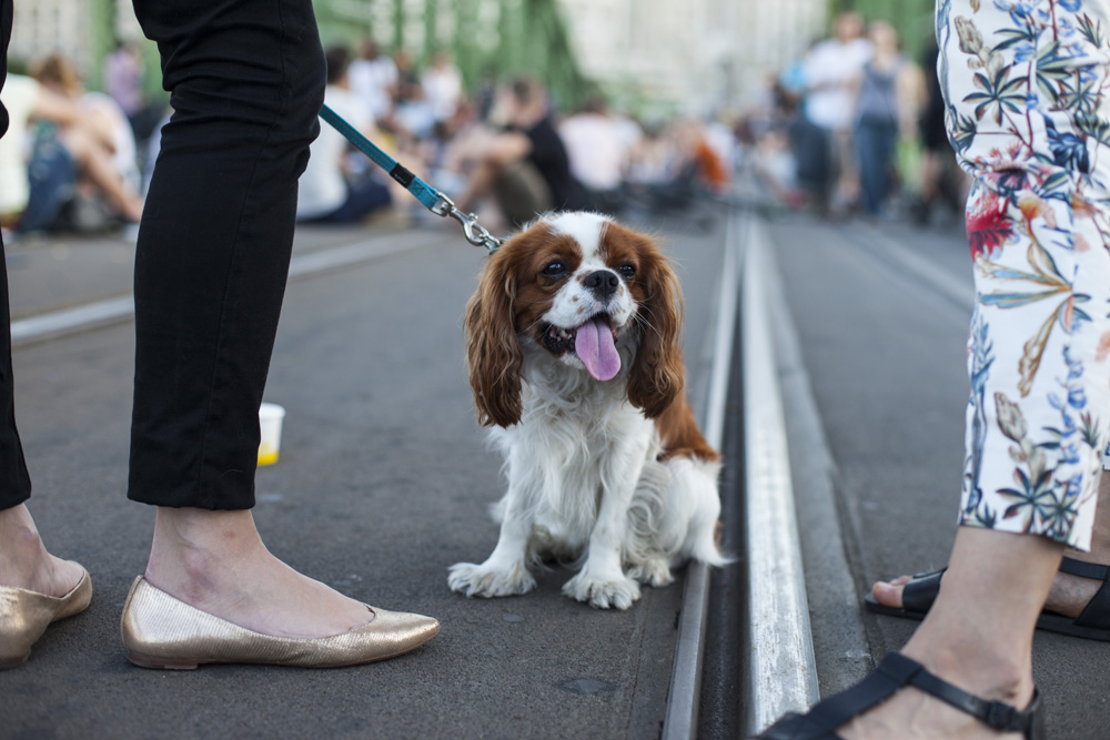 Piknik a lezárt Szabadság-hídon