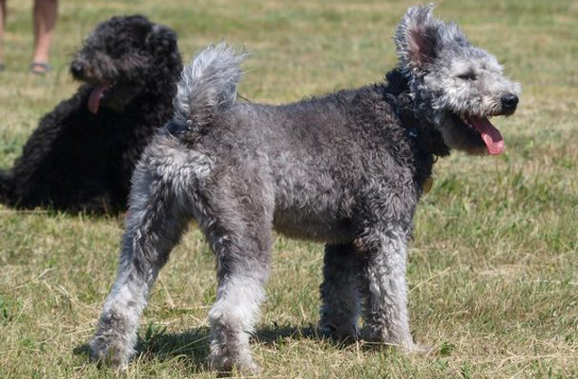 Magyar kutyát akarnak az amerikaiak Magyar kutyát akarnak az amerikaiak