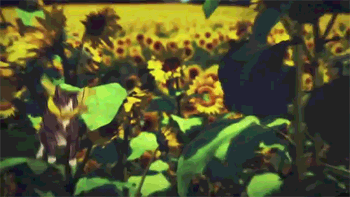 Gyanús étolaj került a magyar boltokba