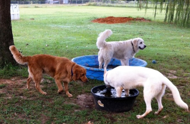 Vigyázz, kutyád is hőgutát kaphat a nyári forróságban