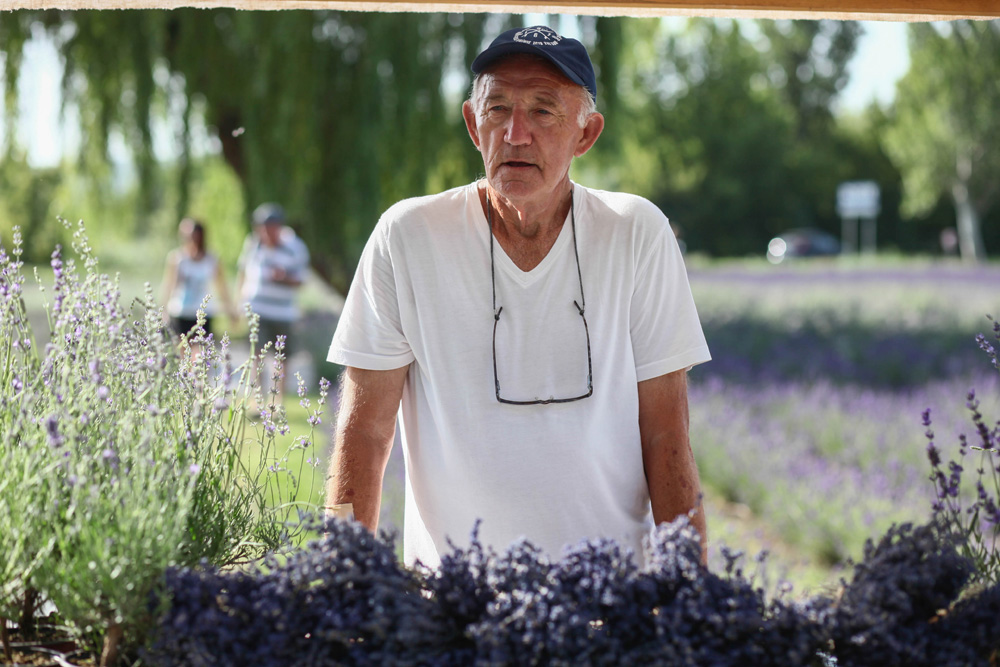 Elkezdődött a Levendulafesztivál Tihanyban - szüreteltünk az Öreg-Levendulásban Elkezdődött a Levendulafesztivál Tihanyban - szüreteltünk az Öreg-Levendulásban