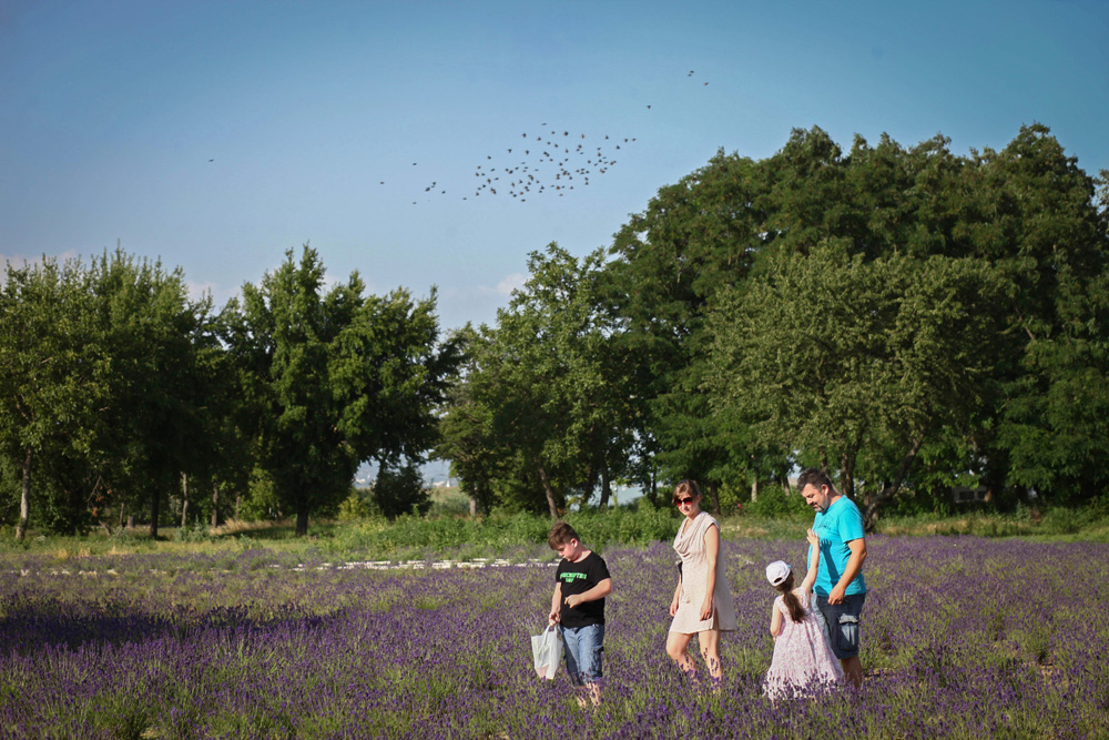 Elkezdődött a Levendulafesztivál Tihanyban - szüreteltünk az Öreg-Levendulásban Elkezdődött a Levendulafesztivál Tihanyban - szüreteltünk az Öreg-Levendulásban