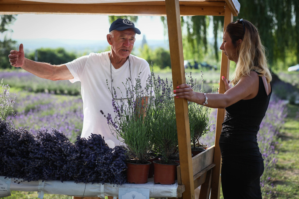 Elkezdődött a Levendulafesztivál Tihanyban - szüreteltünk az Öreg-Levendulásban Elkezdődött a Levendulafesztivál Tihanyban - szüreteltünk az Öreg-Levendulásban