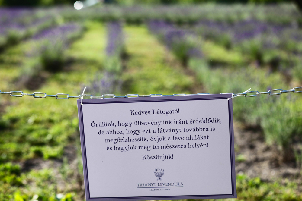 Elkezdődött a Levendulafesztivál Tihanyban - szüreteltünk az Öreg-Levendulásban Elkezdődött a Levendulafesztivál Tihanyban - szüreteltünk az Öreg-Levendulásban