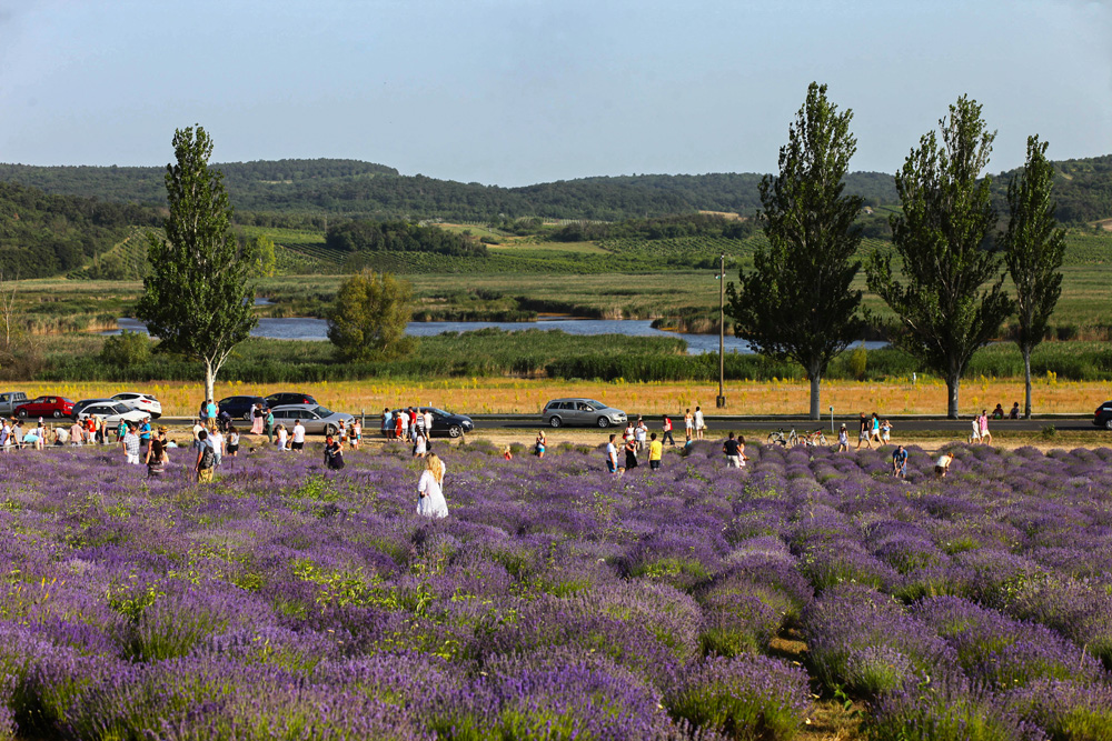 Elkezdődött a Levendulafesztivál Tihanyban - szüreteltünk az Öreg-Levendulásban Elkezdődött a Levendulafesztivál Tihanyban - szüreteltünk az Öreg-Levendulásban