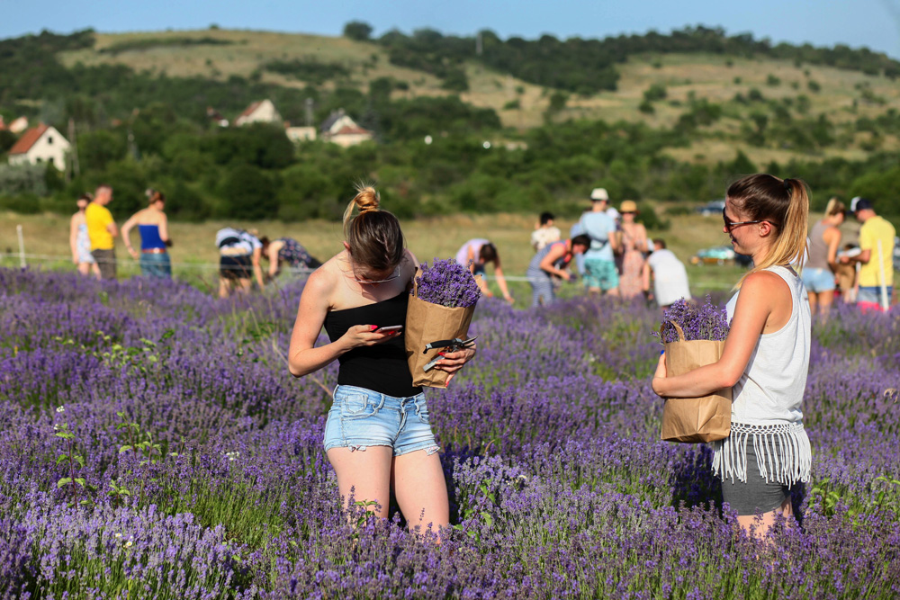 Elkezdődött a Levendulafesztivál Tihanyban - szüreteltünk az Öreg-Levendulásban Elkezdődött a Levendulafesztivál Tihanyban - szüreteltünk az Öreg-Levendulásban