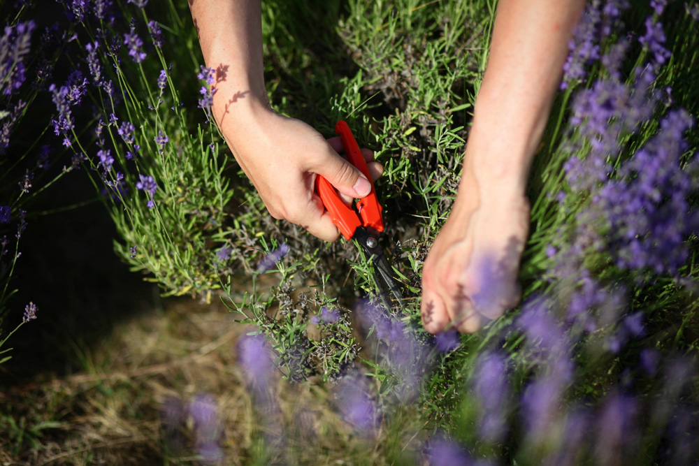 Elkezdődött a Levendulafesztivál Tihanyban - szüreteltünk az Öreg-Levendulásban Elkezdődött a Levendulafesztivál Tihanyban - szüreteltünk az Öreg-Levendulásban