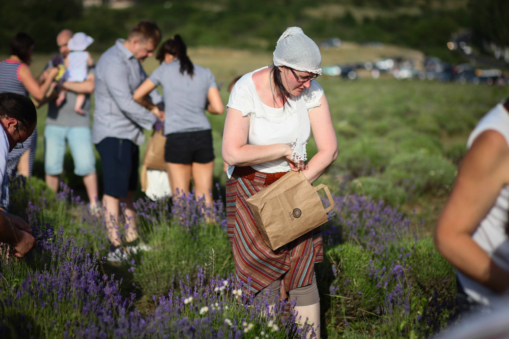 Elkezdődött a Levendulafesztivál Tihanyban - szüreteltünk az Öreg-Levendulásban Elkezdődött a Levendulafesztivál Tihanyban - szüreteltünk az Öreg-Levendulásban