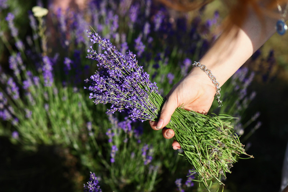 Elkezdődött a Levendulafesztivál Tihanyban - szüreteltünk az Öreg-Levendulásban Elkezdődött a Levendulafesztivál Tihanyban - szüreteltünk az Öreg-Levendulásban