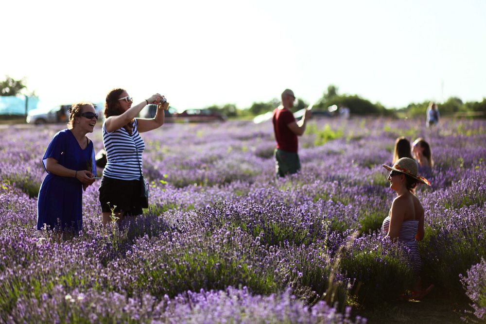 Elkezdődött a Levendulafesztivál Tihanyban - szüreteltünk az Öreg-Levendulásban Elkezdődött a Levendulafesztivál Tihanyban - szüreteltünk az Öreg-Levendulásban