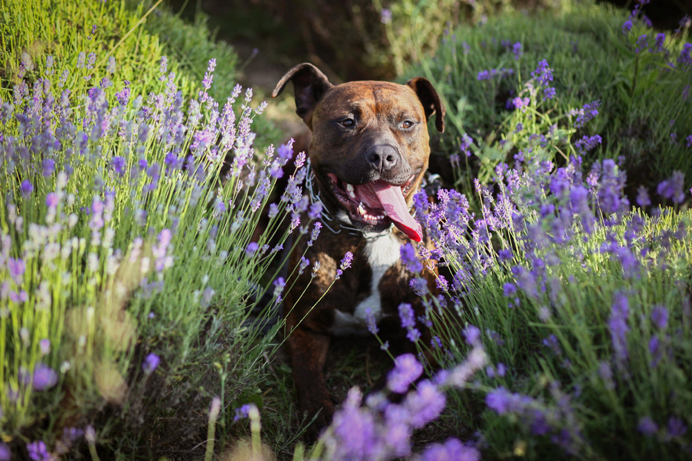 Elkezdődött a Levendulafesztivál Tihanyban - szüreteltünk az Öreg-Levendulásban Elkezdődött a Levendulafesztivál Tihanyban - szüreteltünk az Öreg-Levendulásban