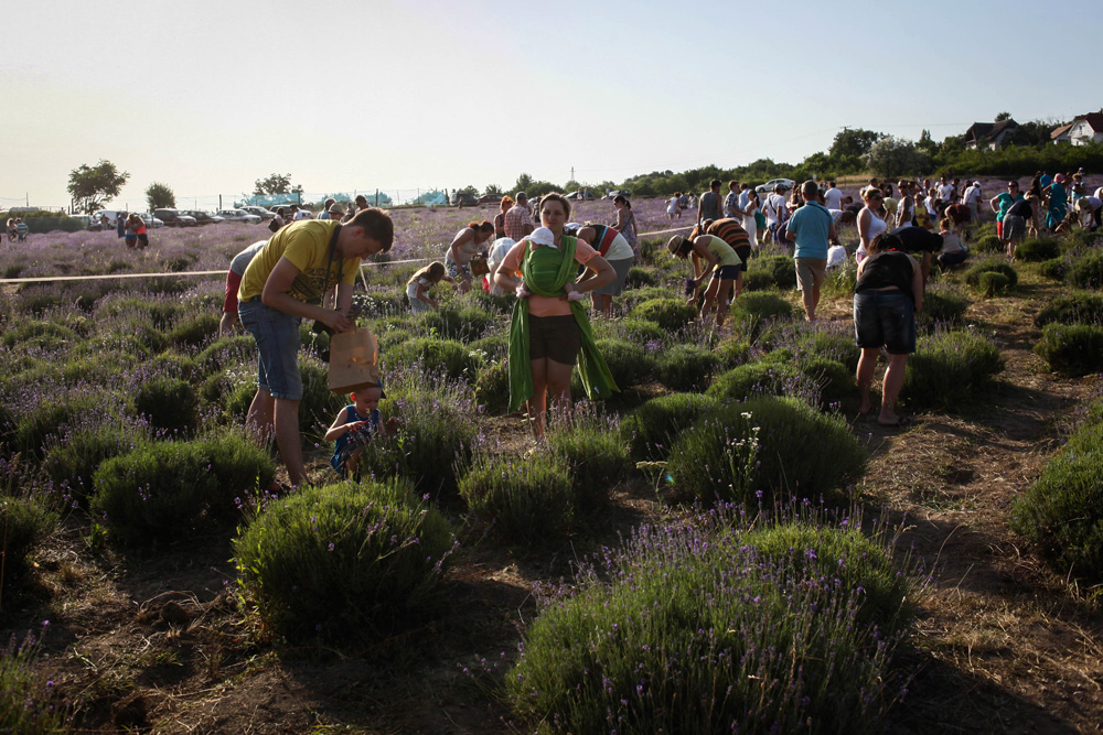 Elkezdődött a Levendulafesztivál Tihanyban - szüreteltünk az Öreg-Levendulásban Elkezdődött a Levendulafesztivál Tihanyban - szüreteltünk az Öreg-Levendulásban