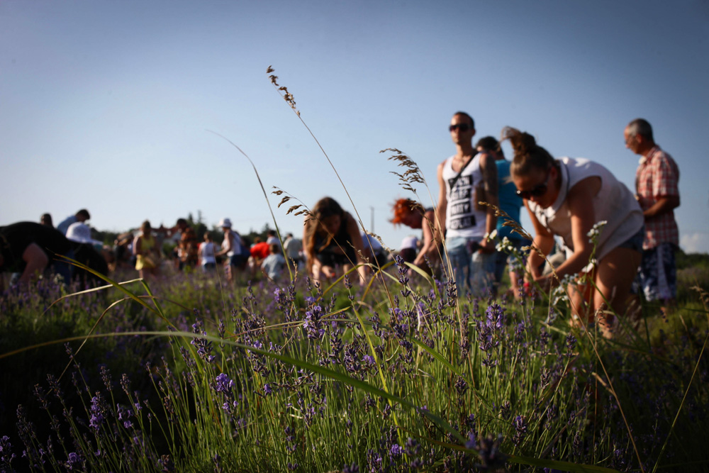Elkezdődött a Levendulafesztivál Tihanyban - szüreteltünk az Öreg-Levendulásban Elkezdődött a Levendulafesztivál Tihanyban - szüreteltünk az Öreg-Levendulásban