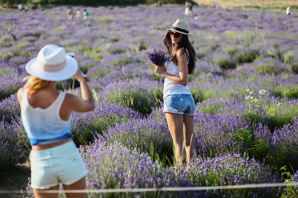 Elkezdődött a Levendulafesztivál Tihanyban - szüreteltünk az Öreg-Levendulásban Elkezdődött a Levendulafesztivál Tihanyban - szüreteltünk az Öreg-Levendulásban