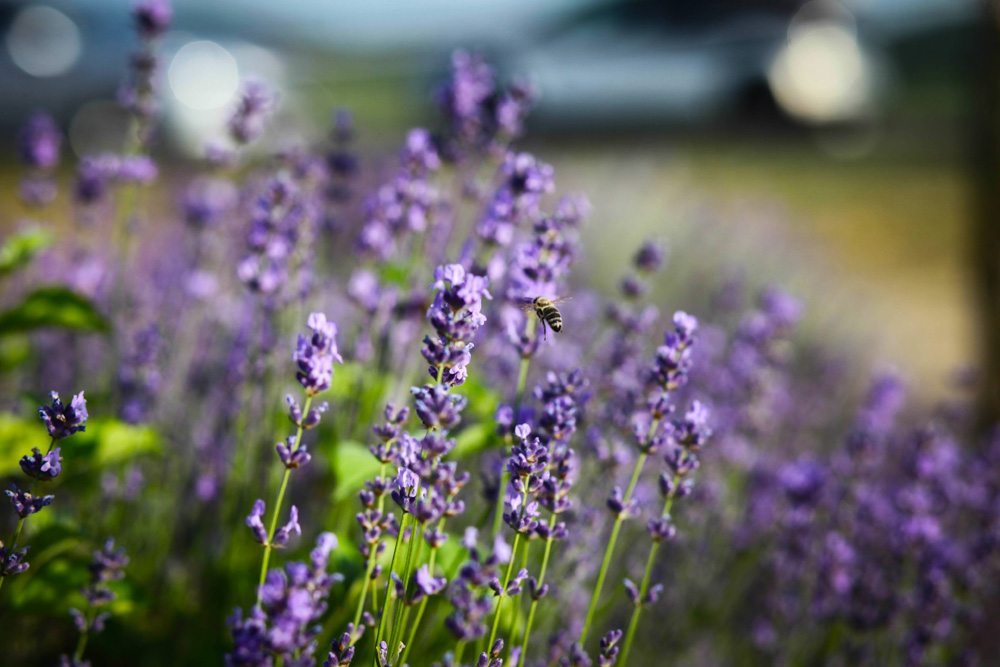 Elkezdődött a Levendulafesztivál Tihanyban - szüreteltünk az Öreg-Levendulásban Elkezdődött a Levendulafesztivál Tihanyban - szüreteltünk az Öreg-Levendulásban
