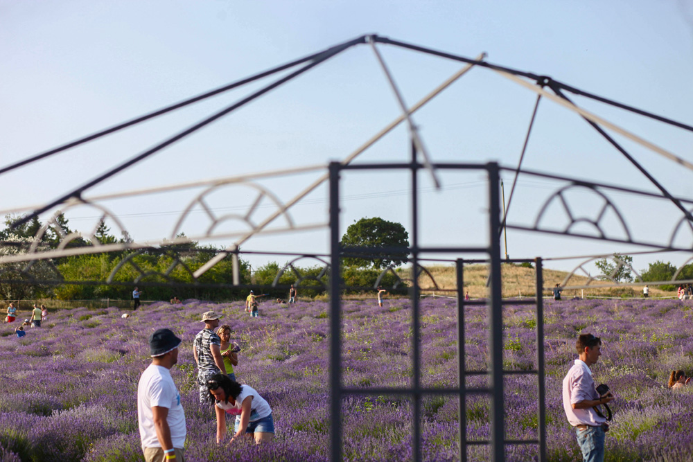 Elkezdődött a Levendulafesztivál Tihanyban - szüreteltünk az Öreg-Levendulásban Elkezdődött a Levendulafesztivál Tihanyban - szüreteltünk az Öreg-Levendulásban