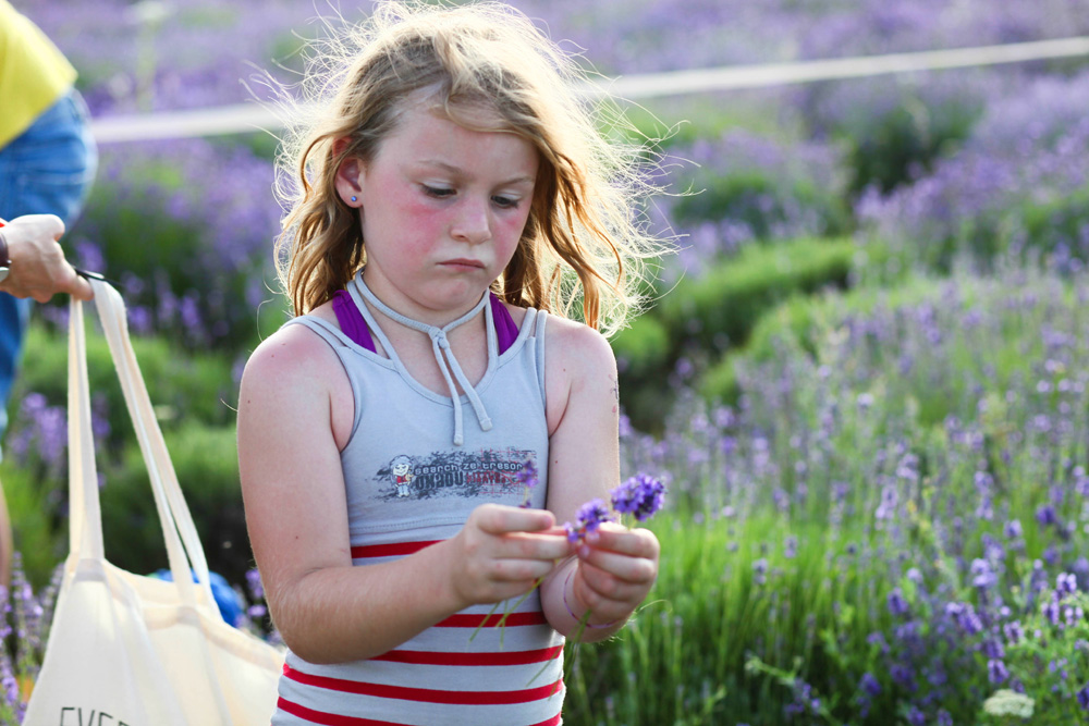 Elkezdődött a Levendulafesztivál Tihanyban - szüreteltünk az Öreg-Levendulásban Elkezdődött a Levendulafesztivál Tihanyban - szüreteltünk az Öreg-Levendulásban
