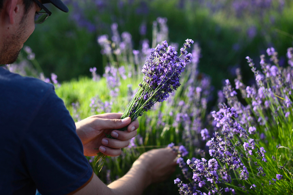 Elkezdődött a Levendulafesztivál Tihanyban - szüreteltünk az Öreg-Levendulásban Elkezdődött a Levendulafesztivál Tihanyban - szüreteltünk az Öreg-Levendulásban