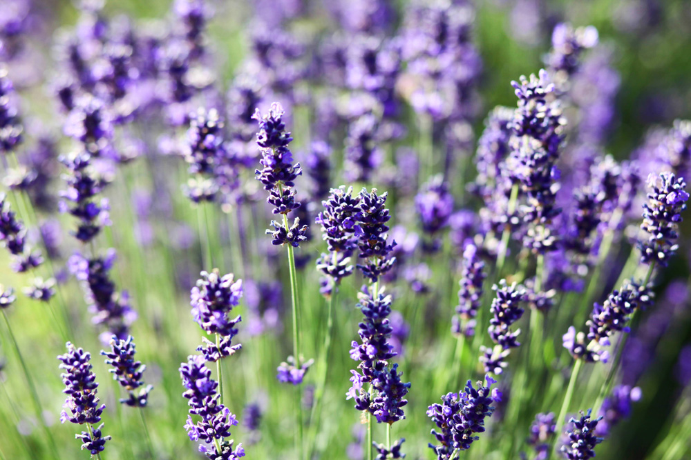 Elkezdődött a Levendulafesztivál Tihanyban - szüreteltünk az Öreg-Levendulásban Elkezdődött a Levendulafesztivál Tihanyban - szüreteltünk az Öreg-Levendulásban