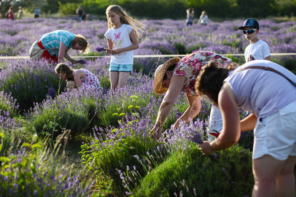 Elkezdődött a Levendulafesztivál Tihanyban - szüreteltünk az Öreg-Levendulásban Elkezdődött a Levendulafesztivál Tihanyban - szüreteltünk az Öreg-Levendulásban